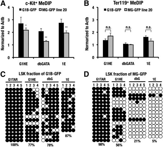 Figure 4. DNA hypomethylation around the minigene locus of HSCs. (A-B) MeDIP assay of the G1HE, dbG, and IE promoter regions in the sorted c-Kit−positive progenitor cells and the Ter119-positive erythroblasts from the G1B-GFP line 392 and the MG-GFP line 20 transgenic mice. The data are normalized to the DNA methylation level at the Actb locus. A representative dataset from these experiments, which were repeated 3 times, is shown. The statistical significance of differences is indicated (**P < .01; *P < .05; n.s., not significant; Student unpaired t test). (C-D). Bisulfite sequencing analysis of the G1TAR, G1HE, dbG, and IE promoter regions in the sorted LSK fraction of the G1B-GFP line 392 and the MG-GFP line 20 transgenic mice, respectively. The numbers indicate each CpG motif in the each regulatory region. Both methylated (filled circles) and unmethylated (open circles) CpG motifs are depicted. The DNA methylation ratio of the each locus is denoted by the percentage.