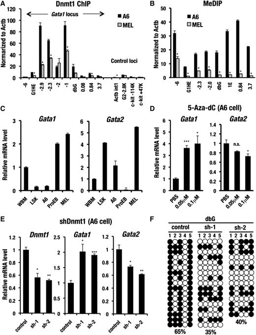Figure 5. Dnmt1 directly binds to the Gata1 locus and promotes Gata1 gene inactivation in A6 cells. (A) Dnmt1 ChIP assay with A6 and MEL cells. The PCR amplifications of the c-Kit, Gata2, and first intron of Actb (Actb int1) genomic regions were used as negative controls. The data are normalized to the level of DNA methylation at the Actb promoter locus. (B) MeDIP assay with A6 and MEL cells. The data are normalized to the level of DNA methylation at the Actb promoter locus. (C) Gata1 and Gata2 mRNA levels analyzed by qRT-PCR in whole bone marrow cells (WBM), the bone marrow LSK fraction, the A6 cells, and the bone marrow ProEB and MEL cells. The results of the qRT-PCR are normalized to glyceraldehydes-3-phosphate dehydrogenase level. (D) Gata1 and Gata2 mRNA levels in the A6 cells determined by qRT-PCR 96 hours after treatment with PBS and 0.05 or 0.1 μM of 5-Aza-dC. (E) Relative mRNA level of Dnmt1, Gata1, and Gata2 in the A6 cells transfected with shRNA targeting Dnmt1 (sh-1 or sh-2) or control shRNA. Results of the qRT-PCR are normalized to GAPDH level. (F) Effect of Dnmt1 knockdown on DNA methylation at the Gata1 dbG region. Bisulfite sequencing is performed using A6 cells transfected with shRNA targeting Dnmt1 (sh-1 or sh-2) or control shRNA. Both methylated (filled circles) and unmethylated (open circles) CpG motifs are depicted. The DNA methylation ratio of the each locus is denoted by the percentage. Data are presented as the mean ± SD with P values from the Student unpaired t test; ***P < .001; **P < .01; *P < .05; n.s., not significant).