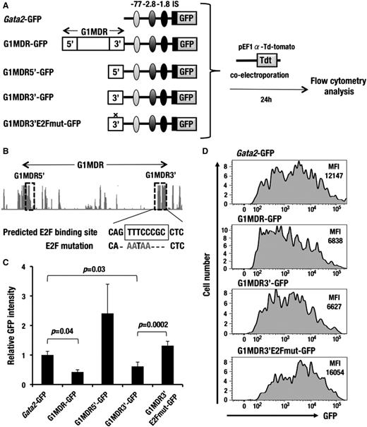 Figure 6. G1MDR sequences between G1HE and dbG exert a repressive function in A6 cells. (A) A schematic diagram depicting the assay system used to test the silencer activity of the 3.2-kb sequence between G1HE and dbG (G1MDR). Gata2-GFP, G1MDR-GFP, G1MDR5′-GFP, G1MDR3′-GFP, or G1MDR3′E2Fmut-GFP construct was introduced into A6 cells along with the tdTomato-expression reporter vector (red fluorescence reporter) by electroporation. Resulting GFP expression in the tdTomato-positive cells was analyzed by flow cytometry 24 hours after electroporation. Autoregulatory GATA-binding sites located 77 kb (light gray), 2.8 kb (dark gray), and 1.8 kb (black) upstream of the Gata2 gene are linked in the reporter constructs. IS depicts the hematopoietic cell-specific Gata2 promoter. (B) Genomic sequence conservation among mammalian species around G1MDR is derived from UCSC genome browser (http://genome.ucsc.edu/). The horizontal arrow denotes G1MDR. The dotted rectangles indicate the G1MDR5′ and G1MDR3′ regions. Conserved E2F binding sequences in the G1MDR3′ region is predicted in TRANSFAC database (https://portal.biobase-international.com). (C) Relative mean GFP intensity in the A6 cells introduced with Gata2-GFP, G1MDR-GFP, G1MDR5′-GFP, G1MDR3′-GFP, and G1MDR3′E2Fmut-GFP. Data are presented as the mean ± SD from 3 independent experiments with P values from a Student unpaired t test. (D) GFP histogram of the A6 cells introduced with the Gata2-GFP, G1MDR-GFP, G1MDR3′-GFP, and G1MDR3′E2Fmut-GFP. The mean fluorescence intensities (MFI) of GFP are analyzed by flow cytometry.