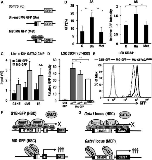 Figure 7. DNA hypomethylation at the Gata1 locus leads to GATA2-mediated aberrant Gata1 gene activation. (A) The in vitro methylated 659-bp minigene fragment ligated to the GFP expression cassette. Methylated and unmethylated vectors were electroporated into A6 cells along with the tdTomato expression vector. (B) GFP expression in the tdTomato-positive cells analyzed by flow cytometry. The data are presented as the mean ± SD from 3 independent experiments. (C) The GATA2 ChIP assay with the c-Kit−positive bone marrow progenitors. A representative dataset from the experiments, which were repeated 3 times, is shown. (D) The relative GFP intensity in the LSK CD34-negative (LT-HSC) fraction of the G1B-GFP (n = 5), MG-GFP (n = 7), MG-GFP::Gata2+/− (n = 9) and MG-GFP::Gata2 fGN/fGN (n = 3) mice. The data are presented as the mean ± SD. The statistical significance is indicated (**P < .01; *P < .05; n.s., not significant; Student unpaired t test). (E) A GFP histogram of the LSK CD34-negative fraction. Gray line, G1B-GFP (line 392); black line, MG-GFP (line 20); dotted line, MG-GFP::Gata2 fGN/fGN (line 20). (F) Dnmt1 recruited to G1MDR sequences confers Gata1 gene inactivation by maintaining the CpG-methylation of the Gata1 gene enhancer sequences in the HSCs (upper diagram). The DNA hypomethylation in the MG-GFP transgenic allele increases GATA2-binding, thereby promoting abundant GFP expression in the HSCs (lower diagram). (G) A proposed model for the initiation of erythropoiesis through proper temporary-specific Gata1 gene regulation elicited by the GdC-region. In HSCs, the Gata1 gene is protected from GATA2-mediated Gata1 gene activation through DNA methylation, which in turn maintains the prematurity of the HSCs (upper diagram). When DNA methylation decreases, GATA2 transactivates the Gata1 gene expression to initiate erythropoiesis in the MEPs (lower diagram).