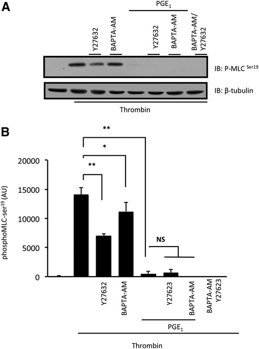 Figure 2. PGE1 inhibits Ca2+ and RhoA/ROCK-dependent phosphorylation of MLC. Washed platelets (3 × 108 platelets per milliliter) were stimulated with thrombin (0.05 U/mL) for 1 minute in the presence or absence of Y27632 (10 µM), BAPTA-AM (20 µM), or PGE1 (100 nM), and phospho-MLCser19 was assessed by immunoblotting. (A) Representative immunoblots from 5 independent experiments. (B) Densitometry of MLCser19 phosphorylation of 5 different experiments. ns, not significant. *P < .05 compared with thrombin only; **P < .01 compared with thrombin only.