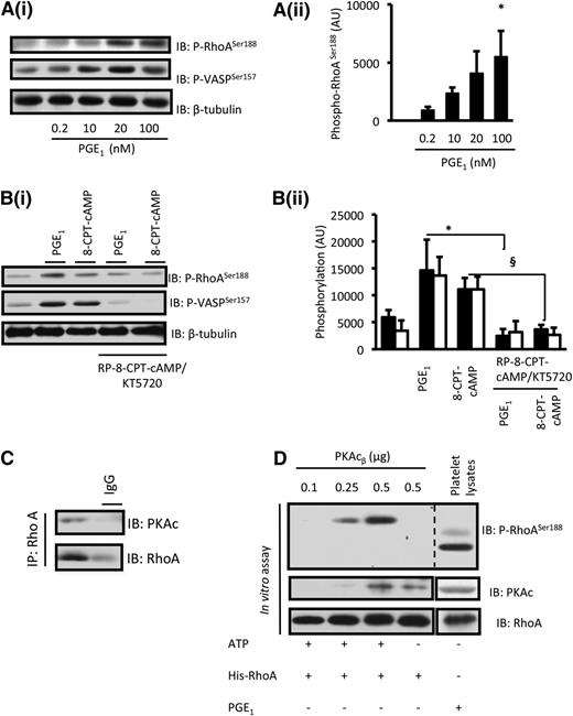 Figure 4. The phosphorylation of platelet RhoA in response to PGE1 is cAMP-PKA–dependent. (A) Washed platelets (3 × 108 platelets per milliliter) were incubated with PGE1 (0 to 100 nM) for 1 minute, and the phosphorylation of RhoA-ser188 and VASP-ser157 were determined by immunoblotting. (i) Representative immunoblots from 3 independent experiments. (ii) Densitometry for phospho-RhoA-ser188 from 3 different experiments. *P < .05 for untreated compared with PGE1 (100 nM). (B) Washed platelets (3 × 108 platelets per milliliter) were treated with PGE1 (100 nM) for 1 minute or 8-CPT-6-Phe-cAMP (50 µM) for 2 minutes in the presence or absence of Rp-8-CPT-cAMPS (500 µM)/KT-5720 (20 µM). RhoA-ser188 and VASP-ser157 phosphorylation were assessed by immunoblotting. (i) Representative immunoblots from 3 independent experiments. (ii) Densitometry for phospho-RhoA-ser188 (black bars) and VASP-ser157 (white bars) from 3 different experiments. *P < .05 PGE1 only compared with PGE1 with PKA inhibitors. §P < .05 8-CPT-6-Phe-cAMP compared with 8-CPT-6-Phe-cAMP with PKA inhibitors. (C) Washed platelets (8 × 108 platelets per milliliter) were lysed, and RhoA was immunoprecipitated from the lysate overnight. RhoA and PKAc in the immunoprecipitates (IP) were detected by immunoblotting. Representative blots for 3 experiments. (D) In lanes 1 to 4, recombinant active PKAcβ (0.1 to 0.5 µg) was incubated with recombinant His-tagged RhoA (55 ng) in the presence of adenosine triphosphate (ATP; 400 µM) for 15 minutes at 37°C. Reactions were stopped with 2× Laemmli buffer, and RhoAser188 phosphorylation was assessed by immunoblotting. In lane 4, ATP was omitted from the reaction mixture. In lane 5, whole-cell lysates from PGE1 (100 nM) –treated platelets were immunoblotted for phospho-RhoA-ser188. Shown are representative immunoblots from 3 independent experiments.