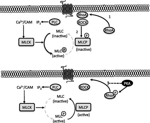 Figure 7. cAMP signaling caused activation of MLCP through regulation of RhoA/ROCK. Diagrammatic representation of the cross talk between cAMP and RhoA/ROCK signaling in platelets. Platelet activation leads to membrane relocalization and GTP loading of RhoA, which facilitates the activation of ROCK (1). A RhoA/ROCK/MYPT1 complex is formed leading to ROCK-dependent inhibitory phosphorylation of MLCP (2). Simultaneously, phospholipase C (PLC) is activated to generate inositol trisphosphate (IP3) and release intracellular Ca2+. The increased Ca2+ concentrations leads to the calmodulin (CAM) dependent activation of MCLK. Under these conditions, the ability of MLCP to dephosphorylate MLC is diminished (gray dotted line; upper panel). Activated PKA phosphorylates RhoA on ser188, which prevents membrane relocalization and GTP loading. ROCK-mediated phosphorylation of MYPT1 is prevented, leaving MLCP in its active state. Here the dephosphorylation of MLC is the predominant pathway, while phosphorylation of MLC by MLCK is diminished (lower panel).