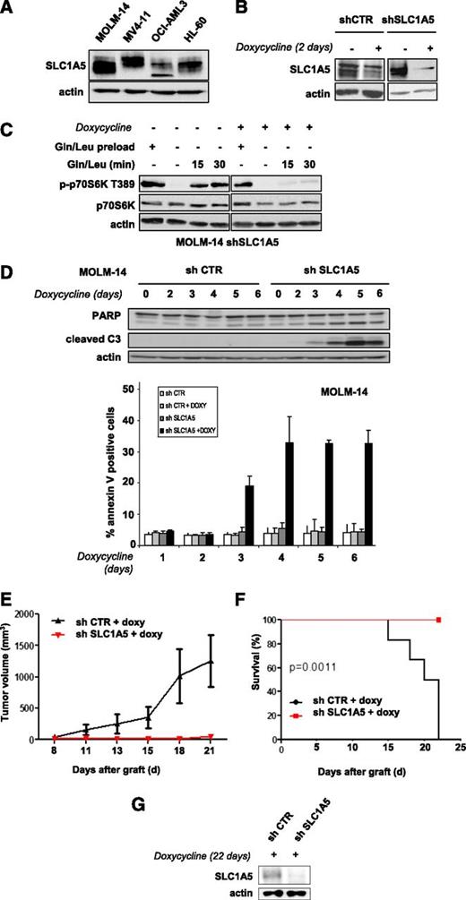 Figure 2. Targeting the SLC1A5 glutamine transporter has proapoptotic effects and in vivo antileukemic activity. (A) SLC1A5 expression was studied by western blotting in the 4 indicated AML cell lines. (B-F) MOLM-14 cells were infected with a lentiviral vector expressing either an inducible SLC1A5 or a control (CTR) shRNA. Stably infected cell lines were established after selection in puromycin. (B) MOLM-14 cells infected with SLC1A5 or CTR shRNA were cultured with or without doxycycline for the indicated times. The inhibition of SLC1A5 expression with doxycycline was assessed by western blotting. (C) MOLM-14/SLC1A5 shRNA cells and MOLM-14/CTR shRNA cells were starved or not for 6 hours of glutamine and leucine to inhibit mTORC1, as detected by the inhibition of p70S6K T389 phosphorylation. Previously starved cells were then stimulated for 15 or 30 minutes with leucine + glutamine in the presence or absence of doxycycline. The reactivation of mTORC1 was then determined. (D) Apoptosis was evaluated in MOLM-14/SLC1A5 shRNA cells and MOLM-14/CTR shRNA cells in the presence of doxycycline by flow cytometry analysis of Annexin-V fixation or by western blotting analysis of PARP and caspase-3 cleaved fragments. Analysis was performed every day from day 2 to day 6. (E) MOLM-14/SLC1A5shRNA cells (red) or MOLM-14/CTR shRNA cells (black) were injected into nude mice. The mice were then treated with doxycycline by oral gavage, and the tumor volumes were determined at the indicated times. The means of the individual tumor sizes were then plotted (n = 8 in each group). (F) Kaplan-Meier survival curves of nude mice treated with doxycycline. (G) SLC1A5 expression was detected by western blotting analysis of tumor extracts from MOLM-14/SLC1A5 shRNA or MOLM-14/CTR shRNA mice treated with doxycycline (day 22).