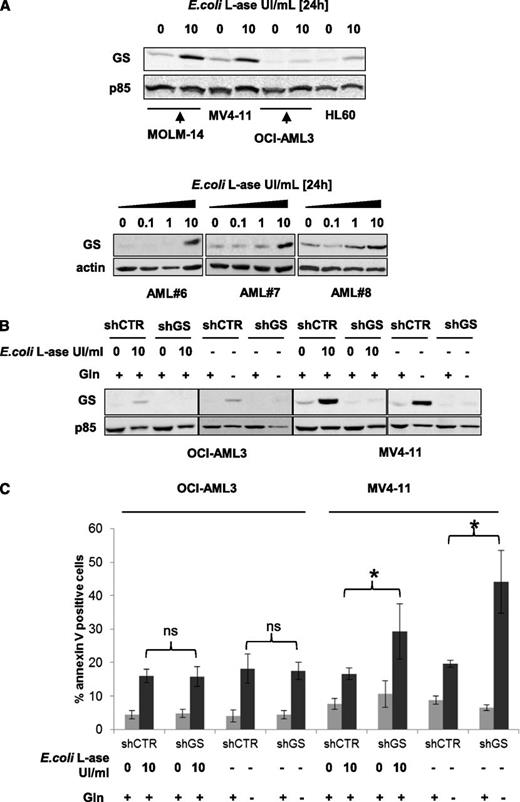 Figure 5. l-ase increases GS expression in AML, which may represent a mechanism of resistance to l-ase. (A) MOLM-14, OCI-AML3, and primary AML blast cells from 3 patients were cultured over a 24-hour period with or without 0.1, 1, or 10 UI/mL E coli l-ase. GS expression was determined by western blotting. (B) OCI-AML3 and MV4-11 cells were stably infected with a lentiviral vector expressing either a CTR or a GS shRNA and then cultured with or without 10 UI/mL E coli l-ase and with or without glutamine at 4 mM for 24 hours. Western blotting was then performed to assess the GS expression level. (C) The same cell lines were tested by flow cytometry analysis of Annexin V fixation for apoptosis induction after 24 hours in the presence or absence of E coli l-ase at 10 UI/mL and with or without glutamine starvation.