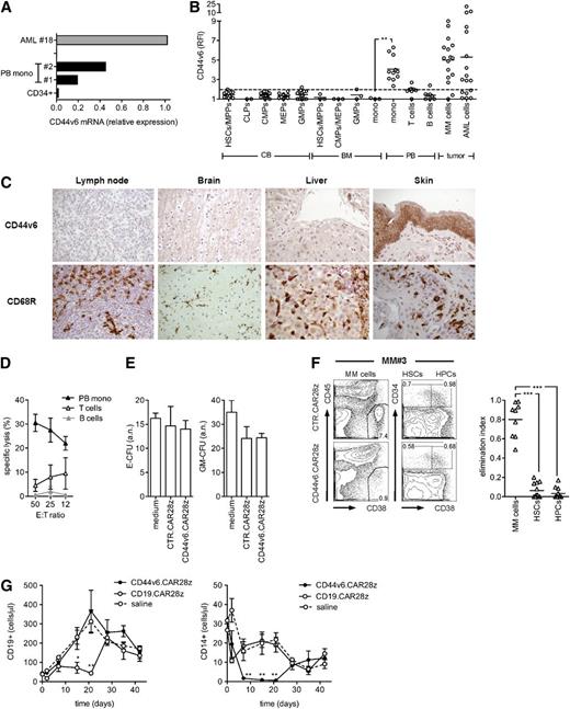 Figure 5. Safety profile of CD44v6-targeted T cells toward hematopoietic cells. (A) CD44v6 messenger RNA (mRNA) expression in primary leukemic blasts, peripheral blood (PB)–derived CD14+ monocytes (mono), and CB-derived CD34+ cells was analyzed by qPCR. (B) CD44v6 expression on CB HSCs and progenitors; BM HSCs, progenitors, and monocytes; and PB monocytes, T cells, and B cells was analyzed by FACS and expressed as RFI. HSCs and progenitors were identified as follows: HSCs/multipotent progenitors (MPPs), CD34+/CD38–/CD45RA–; common lymphoid progenitors (CLPs), CD34+/CD10+; common myeloid progenitors (CMPs), CD34+/CD38+/CD123+/CD45RA–; granulocyte/monocyte progenitors (GMPs), CD34+/CD38+/CD123+/CD45RA+; and myeloid erythroid progenitors (MEPs), CD34+/CD38+/CD123–/CD45RA–. CD44v6 expression on tumor cells from AML and MM patients is shown for comparison. The dashed line represents the threshold arbitrarily defining positive expression (RFI = 2). (C) Human lymph node, brain, liver, and skin sections stained with hematoxylin and eosin were analyzed by immunohistochemistry for expression of CD44v6 and the CD68R macrophage marker. (D) CD44v6.CAR28z+ and CTR.CAR28z+ T cells were tested in chromium-release assays against circulating monocytes, T cells, and B cells. Specific lysis is shown at different E:T ratios (mean ± SD from n = 4 donors). (E) CB CD34-selected cells were incubated for 4 hours with autologous CD44v6.CAR28z+ or CTR.CAR28z+ T cells, or medium alone, before being assayed in a standard colony-forming assay (see “Material and methods”). Absolute numbers (a.n.) of erythroid- (E-CFU) and granulocyte/monocyte-colony forming units (GM-CFU) at 14 days (mean ± SD from n = 3 CB units). (F) CD44v6.CAR28z+ or CTR.CAR28z+ T cells from healthy donors (n = 2) were cultured with whole BM mononuclear fractions from MM patients (n = 6). After 4 days, residual malignant plasma cells (CD38+/CD45–), HSCs (CD34+/CD38–), and hematopoietic progenitor cells (HPCs, CD34+/CD38+) were counted and analyzed by FACS. Left: results from a representative experiment. Right: antimyeloma effects by CD44v6.CAR28z+ T cells measured as the elimination index for each combination (see “Material and methods”). Results from a 1-way ANOVA are shown when statistically significant (***P < .001). (G) After irradiation, NSG-3GS mice were infused with CB CD34-selected cells and, after 4 weeks, treated with autologous CD44v6.CAR28z+ T cells or CD19.CAR28z+ T cells (n = 4 mice/group) or saline (n = 3). Absolute numbers of CD19+ cells (left panel) and CD14+ cells (right panel) in the peripheral blood of mice at different time points after T-cell infusion. Results from a 1-way ANOVA are shown when statistically significant (*P < .05; **P < .01).