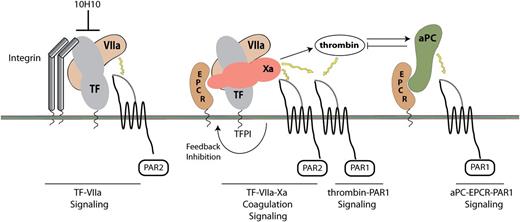 Figure 1. Schematic overview of TF signaling complexes. The TF–FVIIa binary signaling complex signals via PAR2, whereas the ternary TF–FVIIa–FXa coagulation signaling complex activates both PAR2 and PAR1. TF pathway inhibitor inhibits the coagulation and signaling function of the ternary complex. Thrombin signals through PAR1 to induce inflammatory responses. Binding of aPC to EPCR switches the specificity of PAR1–thrombin signaling to mediate protective anti-inflammatory responses. Antibody 10H10 targets the TF–FVIIa binary signaling complex and disrupts the TF–integrin interaction.