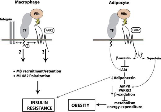 Figure 2. Contributions of macrophage and adipocyte TF signaling to obesity and insulin resistance. In adipocytes, FVIIa inhibits both basal and insulin-mediated activation of Akt through a mechanism that requires the TF cytoplasmic domain. Suppression of Akt activity increases insulin resistance and decreases adiponectin synthesis by adipocytes. Reduced systemic levels of adiponectin further blunt insulin signaling and additionally inhibits AMPK and PPARα pathways of energy expenditure and β-oxidation, causing obesity. PAR2 is known to suppress AMPK in a manner dependent on β-arrestin recruitment, and this receptor may therefore contribute to the TF–FVIIa signaling pathway through this specific link. PAR2 may also have an opposing effect through G protein–mediated activation of AMPK in the absence of β-arrestin.73 In adipose tissue, TF–FVIIa–PAR2 signaling may regulate macrophage recruitment and/or retention via phosphorylation-dependent crosstalk between integrins and the cytoplasmic domain of TF. TF–FVIIa–PAR2 signaling and/or TF–integrin interactions activate and sustain M1 polarization of ATMs, contributing to insulin resistance.
