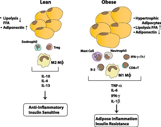 Figure 3. Obesity-associated adipose inflammation. In the lean state, immune cells in adipose tissues (primarily resident M2-like macrophages together with T regulatory (Treg) cells and eosinophils) synthesize IL-10, IL-4, and IL-13 and help to maintain an anti-inflammatory environment that contributes to the insulin-sensitive state. Obesity drives a shift in the number and phenotype of immune cells.74,75 Monocytes are recruited from the blood into the obese adipose tissue, where they become M1 polarized and produce proinflammatory cytokines, including TNF-α, IL-1β, and IL-6, which contribute to insulin resistance. Other changes contributing to the proinflammatory state include decreased numbers of eosinophils and Tregs, and increased numbers of neutrophils, B cells, mast cells, and interferon γ–producing Th1 and CD8+ T cells. The proinflammatory cytokines and chemokines act in autocrine, paracrine, and endocrine manners to promote inflammation and insulin resistance in adipose and other target tissues.