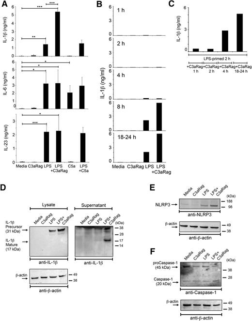 Figure 1. C3a significantly increases LPS-mediated IL-1β production by human monocytes. (A) IL-1β, IL4-6, and IL-23 production of monocytes measured by ELISA after LPS and anaphylatoxin activation. Monocytes were incubated for 24 hours in media or in media with addition of LPS (100 ng/mL) and with or without addition of human C3aR agonist (C3aRag, 25 μM) or purified human C5a (50nM). Data represent mean ± SD from 3 independently performed experiments (n = 3). (B-C) Kinetic of IL-1β secretion by activated monocytes without (B) or with 2 hours of 100 ng/mL LPS priming (C) before LPS and C3aRag addition. Data represent the mean values derived from 2 separate experiments with conditions performed in triplicate. (D) Western blot analyses for IL-1β precursor and mature protein forms of cell lysates at 4 hours postactivation (left panel) and of concentrated cell supernatants from monocytes that had been activated for 8 hours (right panel). (E-F) Western blot analyses of cell lysates from 8-hour activated monocytes assessed for NLRP3 protein content (E) and presence of the 20-kDa active caspase-1 fragment (F). β-actin levels were measured as loading controls. Data in panels D-F are representative of 3 independently performed experiments using a different healthy donor each time. *P < .05; **P < .005; ***P < .001 as determined by the paired t test with Bonferroni correction.