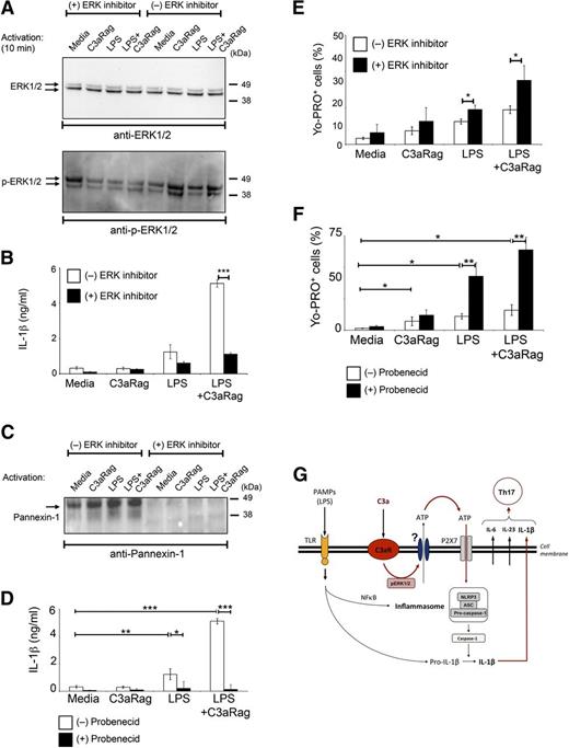 Figure 5. C3aR-mediated signal transduction in monocytes involves ERK1/2 phosphorylation. (A) C3aR stimulation induces ERK1/2 phosphorylation. Monocytes were either left in untreated media or preincubated 30 minutes in media with 1 μM MEK inhibitor (a reagent that prevents ERK1/2 phosphorylation) and then activated as indicated for 2, 4, 10, and 30 minutes. ERK1/2 phosphorylation was assessed in cell lysates by western blot analyses comparing nonphosphorylated ERK1/2 (ERK1/2) vs phosphorylated ERK1/2 (p-ERK1/2) (shown is the 10-minute time point, when ERK1/2 phosphorylation peaked). (B) Inhibition of ERK phosphorylation decreases IL-1β production. Monocytes were activated as described in panel A and IL-1β secretion measured at 18 hours postactivation. (C) Inhibition of ERK1/2 phosphorylation prevents pannexin-1 channel expression/opening upon monocyte activation. Experiments were performed as described in panel A and pannexin-1 channel expression was measured by western blot analysis at 8 hours postactivation. (D) Inhibition of pannexin-1 channel function impairs IL-1β production. Monocytes were activated as depicted in the presence or absence of 3 mM Probenecid and IL-1β secretion was measured 18 hours postactivation. (E-F) ERK1/2 or pannexin-1 channel inhibition results in reduced cellular efflux. Cells were activated as shown and retention of Yo-PRO dye measured 4 hours postactivation by FACS analysis. Results shown in panels A,C are representative of 2 separately performed experiments and results shown in panels B,D-F represent mean ± SD derived from 3 independent experiments (n = 3). *P < .05; **P < .001; ***P < .0005, determined by the paired t test with Bonferroni correction. (G) Model schematic of TLR and C3aR-mediated crosstalk leading to increased IL-1β production by human monocytes. TLR-mediated signals involving NF-κB translocation activate the NLRP3 inflammasome, which leads to subsequent caspase-1 activation and cleavage of inactive IL-1β into its active form. C3a generation during infection or inflammation engages the C3aR which induces an ERK1/2 phosphorylation-dependent increase in extracellular ATP availability. This in turn potentiates P2X7 signaling and caspase-1 activation cumulating in substantially increased IL-1β secretion. FACS, fluorescence-activated cell sorter.
