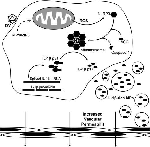 Figure 7. Schematic representation for DV-induced platelet shedding of IL-1β–containing MPs. Platelets synthesize IL-1β after DV exposure. In parallel, RIP1/RIP3-mediated mitochondrial ROS generation activates NLRP3, which recruits ASC and caspase-1 to assemble the inflammasome complex. Active inflammasomes cleave the full length IL-1β (p31) into the mature cytokine (p17) and promote the shedding of IL-1β MPs. Platelet-derived IL-β–containing MPs contribute to the increase in endothelium permeability.
