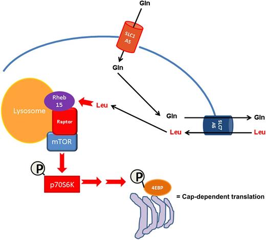 Glutamine depletion by asparaginase indirectly inhibits mTOR activity via decreased leucine uptake in AML. AML cells accumulate intracellular glutamine through the activity of the SLC1A5 transporter. Intracellular glutamine in turn promotes leucine uptake via the SLC7A5 amino acid translocator. Leucine then facilitates Rheb15-dependent mTOR activation at the lysosomal surface resulting in increased cap-dependent mRNA translation. Asparaginase can efficiently inhibit this pathway via deamination of glutamine.
