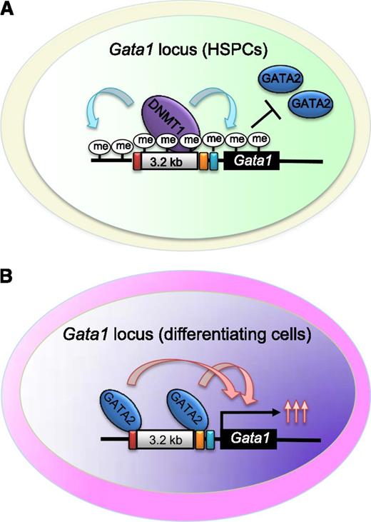 Model for the initiation of differentiation through stage-specific Gata1 gene regulation. (A) In HSPCs, DNMT1 is recruited to the 3.2-kb sequence intervening the Gata1 gene enhancer sequences (red, G1HE; orange, double GATA sites; and blue, CACC box) and confers Gata1 gene inactivation by maintaining DNA methylation. GATA2 is unable to bind to the inactivated Gata1 gene. (B) Upon initiation of differentiation, DNA methylation decreases and GATA2 transactivates Gata1 gene expression. me, methylation.