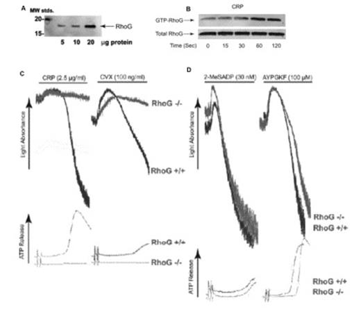 Figure 1. (A): Increasing amounts of human platelet lysate (in μg) were separated by SDS-PAGE, Western blotted, and probed with anti-RhoG antibody. (B) RhoG activation was measured upon stimulation of washed human platelets with 5μg/ml CRP for various times. Washed platelets were lysed and active GTP-bound RhoG was determined by pull-down analysis using bacterially expressed GST-ELMO. (C) Washed platelets from RhoG -/- mice and RhoG +/+ littermates were stimulated with GPVI agonists, 2.5 μg/ml CRP and 100 ng/ml convulxin and (D) G protein coupled receptor agonists, 30 nM 2MeSADP and 100 μM AYPGKF for 3.5 min under stirring conditions. Platelet aggregation and ATP secretion were measured by aggregometry.