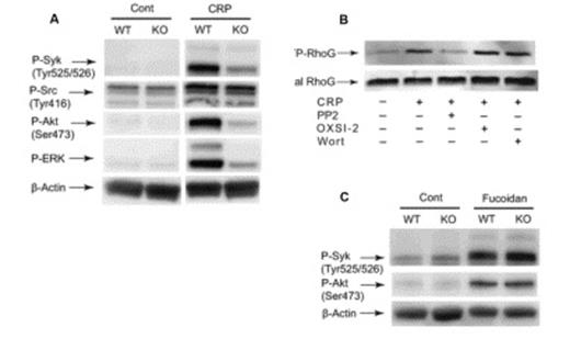 Figure 2. (A): Washed platelets from RhoG -/- mice and RhoG +/+ littermates were stimulated with 2.5 μg/ml CRP and at 37 °C for 2 min and probed with anti-phospho-Syk (Tyr525/526), anti-phospho-Src (Tyr416), anti-phospho-Akt (Ser473), anti-phospho-ERK, or anti-β-actin (lane loading control) antibodies by western blotting. (B): RhoG activation induced by 5μg/ml CRP for 60 sec was evaluated in the presence and absence of 10 μM PP2, 2 μM OXSI-2, or 100nM wortmannin. (C): Wild type and RhoG-deficient platelets were stimulated with 100 μg/ml fucoidan and probed with anti-phospho-Syk (Tyr525/526), anti-phospho-Akt (Ser473), or anti-β-actin (lane loading control) antibodies by western blotting.