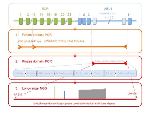 Figure. Strategy of long-range NGS analysis for the detection of single and compound mutations, insertions and deletions in the BCR-ABL1 TKD.