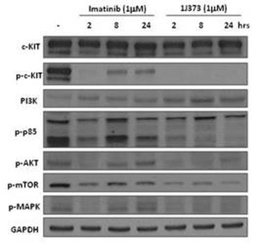 Figure 2. c-KIT and its downstream signalings expression in kasumi-1 cells treated with imatinib and 1J373