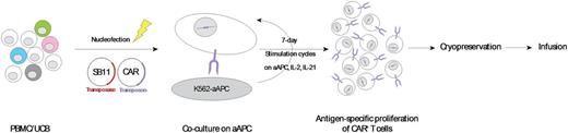 Figure. Manufacture of CD19-specific T cells from peripheral and umbilical cord blood mononuclear cells by electro-transfer of SB plasmids and selective propagation of CAR+ T cells on aAPC/IL-2/IL-21.
