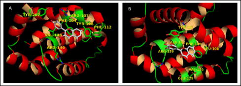 Figure 1. Modeling (3D) the complex of quercetin with Bcl-2 (A) and Bcl-xl (B). Quercetin occupies the deep hydrophobic cleft in both proteins making an extended interaction network. The relevant residues are normally occupied by the pro-apoptotic Bak/Bad BH3 binding site in the complex