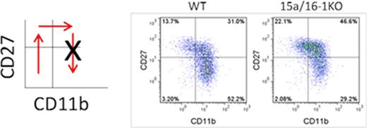 Figure 2. miR-15/16 disruption increases Myb expression and prevents final maturation to CD27-