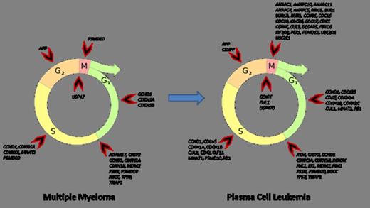 Figure 1. Cell cycle phase affectation during MM to PCL progression