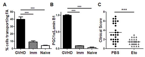 Figure 1. Changes in fatty acid metabolism allow for selective elimination of pathogenic T cells. T cells were recovered from allogeneic recipients (GVHD), recipients immunized with antigen-bearing dendritic cells (Imm), or naïve donors and assessed for FA transport (A) or levels of the transcriptional co-activator PGC-1α (B). C, Allogeneic recipients were treated for two weeks with the FA oxidation inhibitor etomoxir (Eto), or PBS as a control, and clinical scores assessed for individual mice on days 28, 35, 42, and 49 post-transplant. The average clinical score is represented by a solid line. (*** p<0.0001)