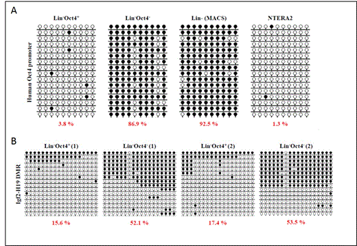 Figure 1. shows methylation status of Oct-4 promoter (A) and imprinting at Igf2-H19 locus (B) in Oct-4+Lin- vs Oct-4-Lin- cells.