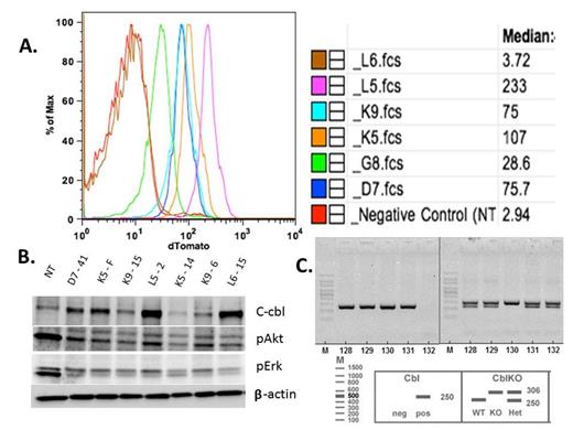 Fig 1. Generation and Initial Characterization of CblY371H Transgenic Mice A. Flow cytometry of splenocytes from the various transgenic lines. Panel A demonstrating tdTomato fluorescence from each of the transgenic lines generated. Note that there are expression differences among the 6 lines with line L5 expressing the highest amount of fluorescence and line L6 with no fluorescence. B. Western Blot of spleen extracts from transgenic mice Panel B confirms human Cbl protein expression from transgenic mice. L5 and L6 lines express the most protein followed by K5 and D7 as predicted based on Tdtomato expression in panel A except L6 C. Genotyping of mice for cbl ko and cbl transgene As seen in the figure, Cbl PCR and Cbl KO PCR is done separately with #130 showing that it carries the transgene for Cbl as well as being homozygous for Cbl KO allele.