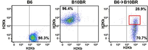 Figure 1. Cross-dressed donor CD11c+ APCs were generated following allo-HSCT. Left and middle panels show expression of H2Kb and H2Kk in non-transplanted mice. Right panel shows cross-dressed APC on day 15 post allo-HSCT.