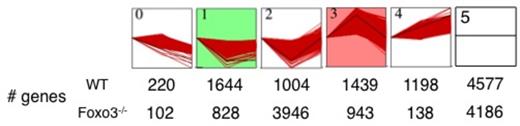 Fig. 1. Genes with FPKM>2 from WT and Foxo3-/- samples analyzed with the STEM software, divided into 6 different categories according to their expression profiles during terminal erythroid cell maturation from pro- to polychromatophillic erythroblasts. Genes were then further grouped in 3 subsets: down-regulated, up-regulated and no change. The number of genes in each profile is indicated at the bottom for wild type and Foxo3-/- samples.