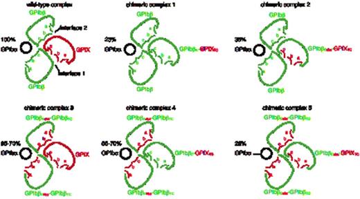 Figure 1. The figure above shows the top-view schematic map of extracellular domains of each transfected complex in experiments. Black circles represent GPIbα, green color represents the extracellular domain of GPIbβ and red color represents the extracellular domain of GPIX or convex loops derived from GPIX extracellular domain. The letters, a, b and c, mark the convex loops in the extracellular domains of GPIbβ and GPIX. Interface 1 and interface 2 between extracellular domains of GPIbβ and GPIX are noted in the first panel. The percentage of GPIbα fluorescence in each transfected complex versus that in transfected wild-type GPIb-IX complex is noted above each GPIbα subunit.