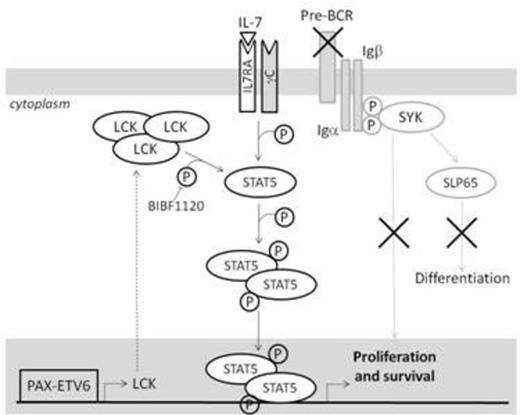 Figure 1. Hypothesis on the role of PAX5 fusion proteins to sustain survival of leukemic cells through a signaling pathway alternative to BCR, by over-expression and hyper-activation of LCK and STAT5 hyper-phosphorylation.