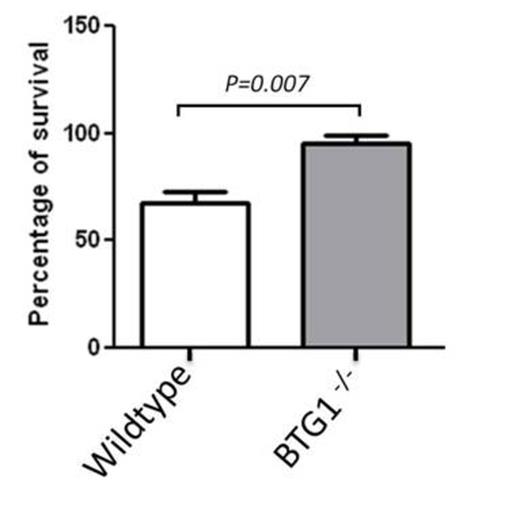 Figure 1. BTG1 knockout cells are resistant to Asparaginase treatment.
