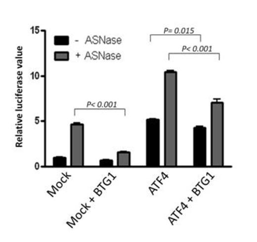 Figure 2. BTG1 attenuates ATF4 transcriptional activity.
