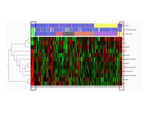 Figure 1. RPPA profiling of apoptosis regulators in ALL. Heatmap of differentially expressed proteins based on cytogenetics and immunophenotype. Black box, Burkitt's leukemia; red box, t(4;11).