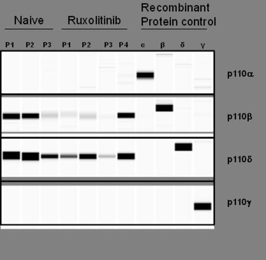 Figure 1. PI3Kδ is the major PI3K isoform expressed in both RUX-naïve and chronic RUX treated myelofibrosis patients. Recombinant protein was used as a positive control for each antibody.