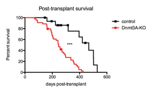 Figure 1. Mice transplanted with Dnmt3a-KO HSCs succumb to hematologic malignancies