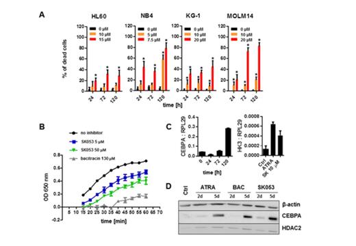 Figure 1. SK053 is a potent anti-leukemic agent that induces differentiation of human AML cells. (A) Cytostatic/cytotoxic activity of SK053 in human AML cell lines evaluated with trypan blue staining, mean percentage of dead cells ± SD, n=6; *P<0.05 vs controls, one-way ANOVA with Dunett’s post test; (B) SK053 inhibits enzymatic activity of recombinant human PDI in a turbidimetric assay of insulin disulfide reduction; 130 µM bacitracin served as a positive control; (C) qPCR results presented as mean target-to-reference ratio ± SD (left) CEBPA expression in HL60 cells incubated for indicated time with 10 µM SK053; (right) HK3 expression in HL60 cells incubated for 48 hours with 10 µM SK053, or 1 µM ATRA (positive control); (D) SK053 increases amount of CEBPA protein in nuclear fraction of HL60 cells incubated for 2 or 5 days with 1 µM ATRA (positive control), 2 mM bacitracin (PDI inhibitor) or 10 µM SK053; the figure presents results of Western blot, HDAC2 served as a marker of nuclear fraction, ß-actin served as a loading control.