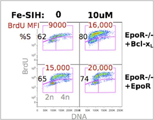 Fig. 1. The cell-permeant iron chelator Fe-SIH rescues cycling in EpoR-/- fetal liver. EpoR-/- cells were transduced with EpoR or Bcl-xL and cultured in vitro in the presence or absence of 10uM Fe-SIH. Cells were pulsed with BrdU at 38hrs.