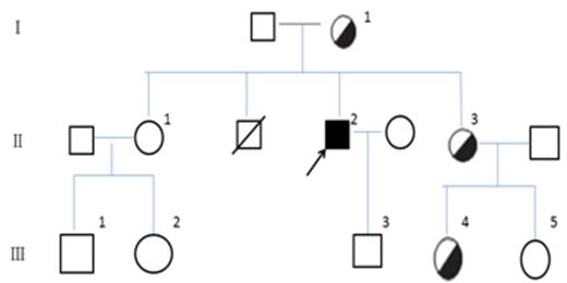 Figure 1. The pedigree of the proband