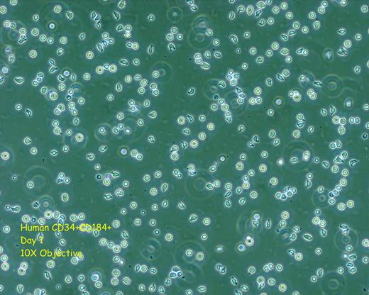 Figure 1. Human CD34+CD184+ Sorted Population