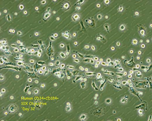 Figure 2. Cultured Progeny CD34+CD184+