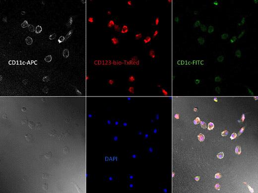 Figure 3. Non-Human Primate CD34+CD184+ Confocal Microscopy