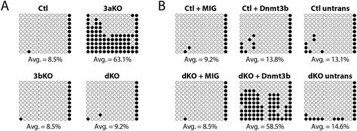 Figure 1. Praf2 promoter DNA methylation. Open circle = unmethylated CpG, closed circle = methylated CpG. (A) DNA methylation patterns in control (Ctl), Dnmt3a-KO (3aKO), Dnmt3b-KO (3bKO) and Dnmt3ab-dKO HSCs (dKO). (B) Patterns in control and Dnmt3ab-dKO HSCs transduced with empty vector (MIG) or ectopic Dnmt3b, compared to untransduced HSCs.