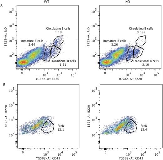 Figure 1. B cell development in bone marrow.