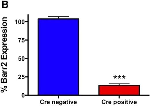 Figure 1. (A) Percent β arr2 expression over time in spleen is significantly lower in Cre positive versus Cre negative mice (*** p <0 .0001 by two-way ANOVA)(n=3 mice at each time point on days 8, 10 and n=2 at each time point day 12). (B) Percent βarr2 expression at day 12 in spleen relative to pretreatment expression levels (*** p=0.0002 by t-test)(n=2 at each time point).