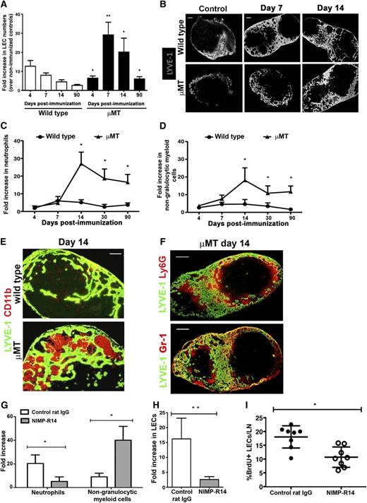 Figure 1. Neutrophils drive LN lymphangiogenesis in the absence of B cells. (A) Increases in LEC populations in WT LNs were compared with μMT LNs for various points postimmunization. Increase is expressed as fold change over time-matched nonimmunized mice. (B) Immunofluorescence staining for LYVE-1 to visualize lymphatics in WT and μMT LNs. (C-D) Increases in neutrophils (C) and nongranulocytic myeloid populations (D) in WT and μMT LNs at various points postimmunization. Increase is expressed as fold change over time-matched nonimmunized mice. (E-F) Immunofluorescence staining of CD11b (E), Ly6G, and Gr-1 (F) expressing cells in WT and μMT LNs at day 14 postimmunization. (G-H) Increases in neutrophil and nongranulocytic myeloid (G) and LEC (H) populations within μMT LNs at day 14 postimmunization after NIMP-R14 or control rat IgG treatment. Increase is expressed as fold change over nonimmunized mice. (I) Percentage of BrdU+ proliferating LECs within μMT LNs after NIMP-R14 or control rat IgG treatment. Data from panels A, C, and D are pooled from 3 independent experiments with 4 to 5 mice per group in each experiment (n = 12-15). *P < .05 (between immunized WT and μMT LNs at the same point). Data from panels G and H are pooled from 2 independent experiments with 4 to 5 mice per group in each experiment (n = 8-10). Data from panel I consist of 8 mice per group (n = 8). Bars represent mean ± SD. *P < .05; **P < .01. Images from panels B, E, and F are representative of 4 independent experiments (n = 4). Scale bars in panel B represent 400 μm for control and 200 μm for immunized LNs, respectively. Scale bars represent 100 μm in panel E and 200 μm in panel F.