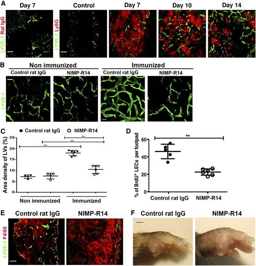 Figure 2. Neutrophil depletion inhibits immunization-induced lymphangiogenesis in footpads in WT mice. (A) Footpad sections were immunostained for Ly6G and LYVE-1 to examine neutrophil accumulation and lymphatic vessel density after CFA/ KLH immunization. (B-C) Footpad skin whole mounts from neutrophil-depleted and control rat IgG-treated WT mice were examined for lymphatic vessel network (B) and density (C) at 14 days postimmunization. (D) Percentage of BrdU+ proliferating LECs in inflamed footpads of mice that received NIMP-R14 mAb or control rat IgG treatment. (E) Accumulation of nongranulocytic myeloid cells in inflamed footpad sections from NIMP-R14-treated mice. (F) Footpad swelling in NIMP-R14 mAb- and control rat IgG-treated mice. Data from panel C are pooled from 2 independent experiments with 2 to 3 mice per group in each experiment (n = 4-6). Data from panel D consist of 5 to 6 mice per group (n = 5-6). Bars represent mean ± SD. **P < .01. Images are representative of 3 independent experiments (n = 3) for panel A and 6 independent experiments (n = 6) for panels B, E, and F. Scale bars in panels A, B, and E represent 100, 75, and 200 μm, respectively. Scale bar in panel F represents 2 mm.