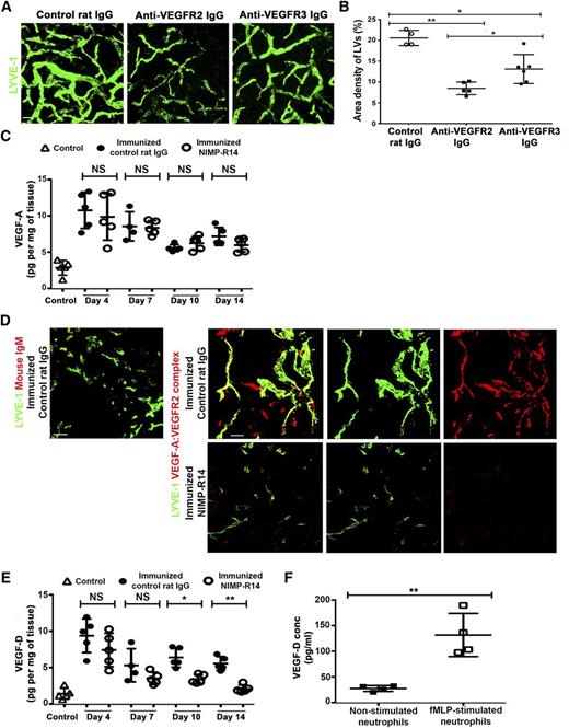 Figure 4. VEGF-A:VEGFR2 complexes and total VEGF-D in inflamed footpads are decreased when neutrophil accumulation is attenuated. (A) Footpad skin whole mounts were examined for lymphatic vessels in mice treated with anti-VEGFR2, anti-VEGFR3, or control rat IgG. (B) Density of lymphatic vessels in footpads from immunized mice treated with anti-VEGFR2, anti-VEGFR3, or control rat IgG. (C) VEGF-A ELISA of footpad homogenates from NIMP-R14- and control rat IgG-treated mice at various times after immunization. (D) Footpad sections were immunostained for VEGF-A:VEGFR2 complexes in NIMP-R14- and control rat IgG-treated mice. (E) VEGF-D ELISA of footpad homogenates from NIMP-R14- and control rat IgG-treated mice at various times postimmunization. (F) VEGF-D ELISA of supernatant harvested from nonstimulated and fMLP-stimulated neutrophils. Data from panels A and B are pooled from or representative of 2 independent experiments, with 3 mice per group in each experiment (n = 6). Scale bars in panel A represent 75 μm. Bars in panel B represent mean ± SD. *P < .05; **P < .01. Images from panel D are representative of 4 independent experiments (n = 4). Scale bars in panel D represent 50 μm. ELISA data from panels C and E are pooled from 2 independent experiments with 2 to 3 mice per group in each experiment (n = 5-6) and represent mean ± SD. *P < .05; **P < .01; NS, not significant. ELISA data from panel F are derived from neutrophils isolated from 4 different mice (n = 4).